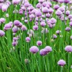 Chives-300x200