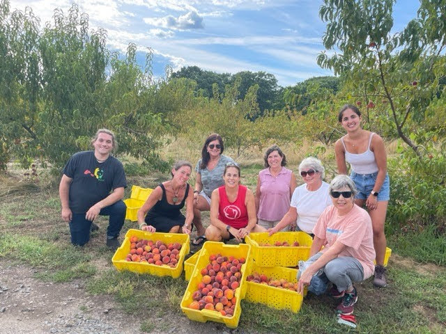 Volunteers harvest fruit
