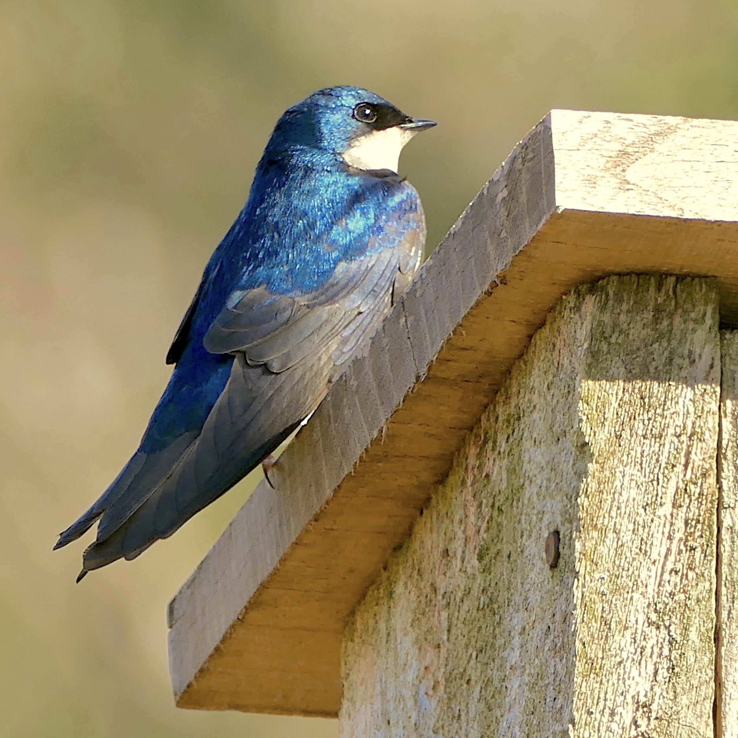 Photo of Tree Swallow by Don Shaw, Jr.