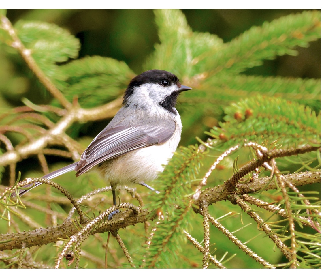 A Black-capped chickadee perches on an evergreen branch. Photo by Don Shaw, Jr.