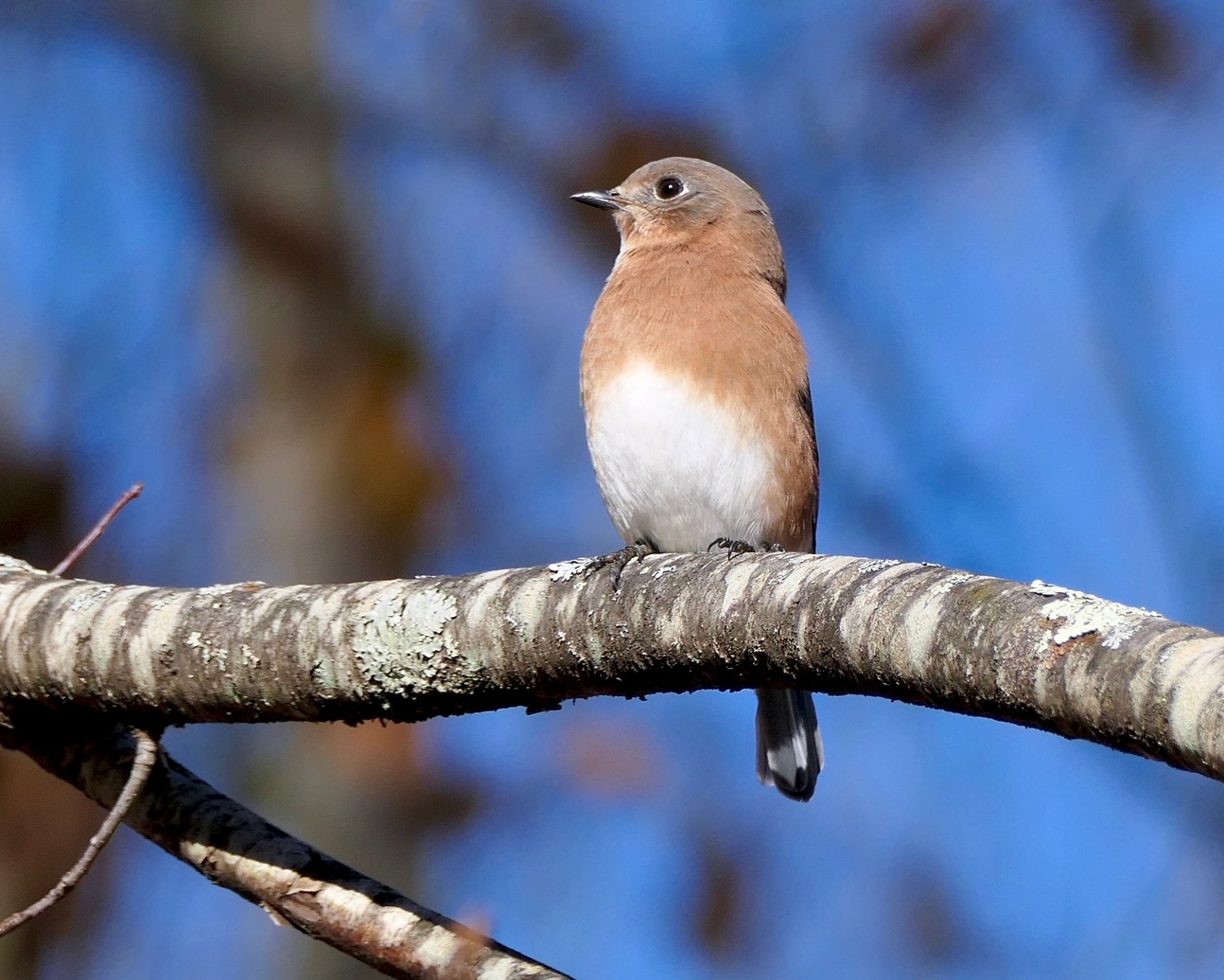 Female Bluebird - Photo by Don Shaw Jr.
