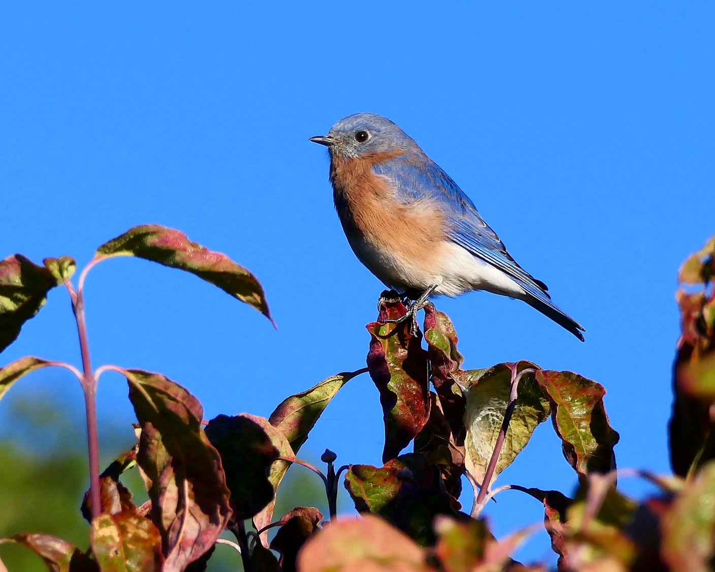 Male Bluebird - Photo by Don Shaw Jr.