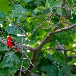 Scarlet Tanager with juvenile HFCSA Don Shaw Jr 7-7-2024 reduced