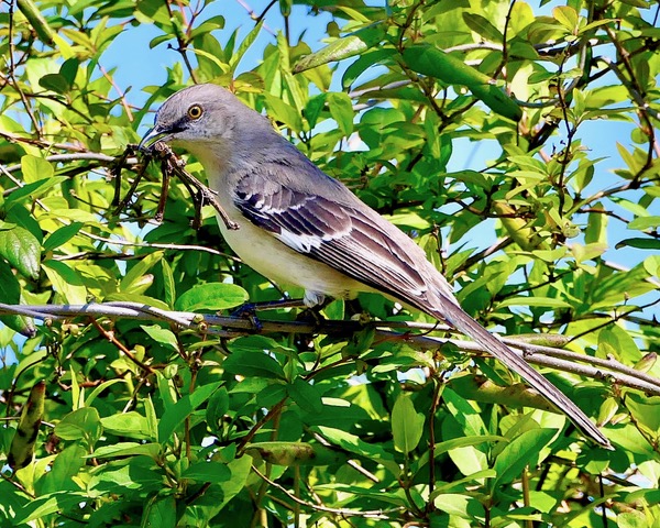 Northern Mockingbird4 4-9-2023